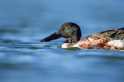 苍月奥特曼 苍月奥特曼